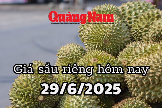 Giá sầu riêng hôm nay 29/6/2025 lại rớt giá, nông dân tiến thoái lưỡng nan