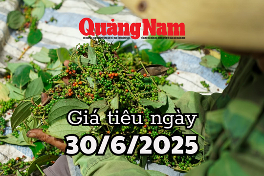 Giá tiêu hôm nay 30/6/2025 tiêu Việt "thất thế" trên thị trường quốc tế, mất 11,5% thị phần
