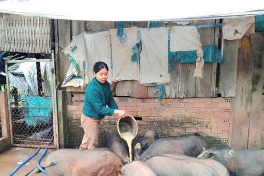 Phụ nữ Đông Giang phát huy vốn tín dụng chính sách