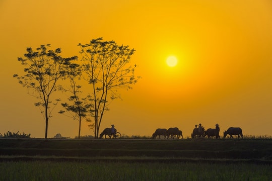 Theo câu ca dao mà nhớ quê nhà