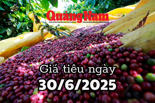 Tin tức, dự báo giá tiêu ngày mai 30/6/2025 lộ diện vùng xanh giá tiêu