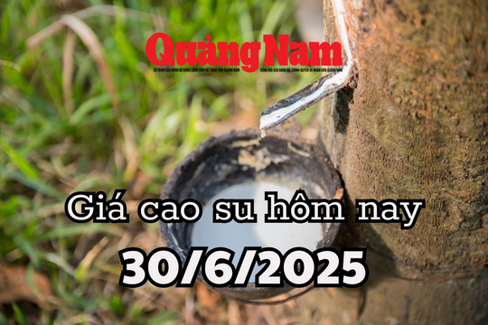 Giá cao su hôm nay 30/6/2025 thị trường nội địa ổn định giữa địa chấn toàn cầu