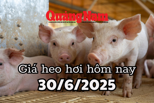 Giá heo hơi hôm nay 30/6/2025: Miền Trung thất thủ, mất đỉnh 72.000 đồng/kg, miền Nam cố bám trụ