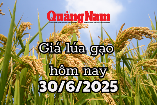 Giá lúa gạo hôm nay 30/6/2025 bàn đạp cho cú bứt phá ngoạn mục cuối năm