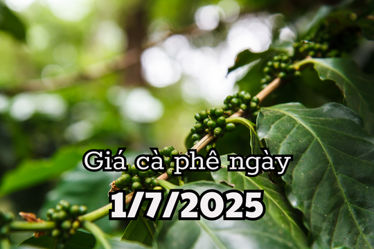 Tin tức, dự báo giá cà phê ngày mai 1/7/2025 tồn kho tăng cao đè nặng giá cà phê
