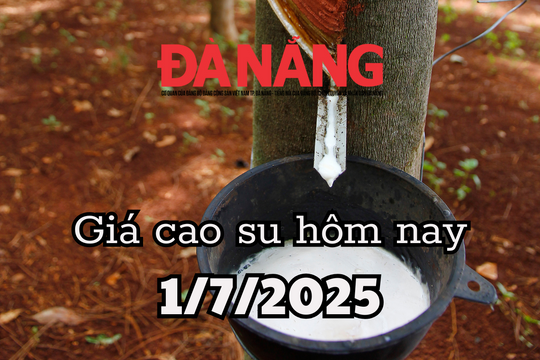 Giá cao su hôm nay 1/7/2025: Việt Nam bứt phá ngoạn mục tại thị trường Malaysia