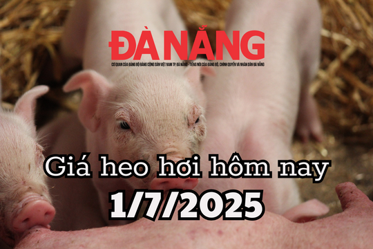 Giá heo hơi hôm nay 1/7/2025: Cả nước đỏ sàn, sóng lớn đầu tháng 7 càn quét