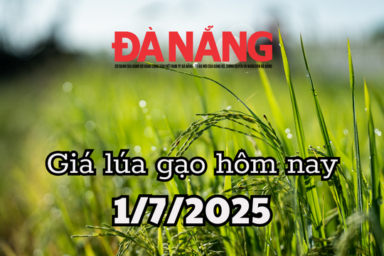 Giá lúa gạo hôm nay 1/7/2025: Giá lúa đồng loạt lao dốc, gạo vẫn bình chân như vại