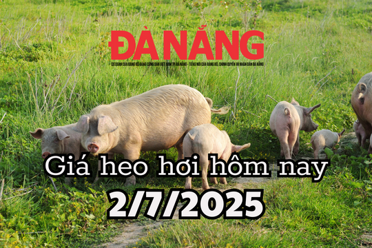 Giá heo hơi hôm nay 2/7/2025: Cả nước điêu đứng, cơn bão giá lớn ở 3 miền