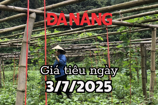Tin tức, dự báo giá tiêu ngày mai 3/7/2025 tăng vượt rào, qua ngưỡng 147.000 đồng/kg