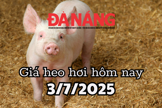 Giá heo hơi hôm nay 3/7/2025: Miền Nam đỏ lửa, Cà Mau vượt mặt TP.HCM với 71.000 đồng/kg