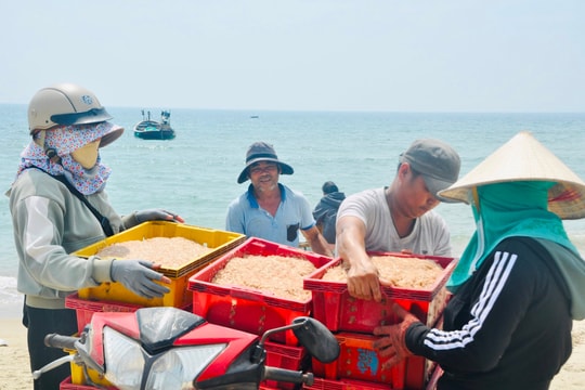 Da Nang fishermen get bumper krill catch
