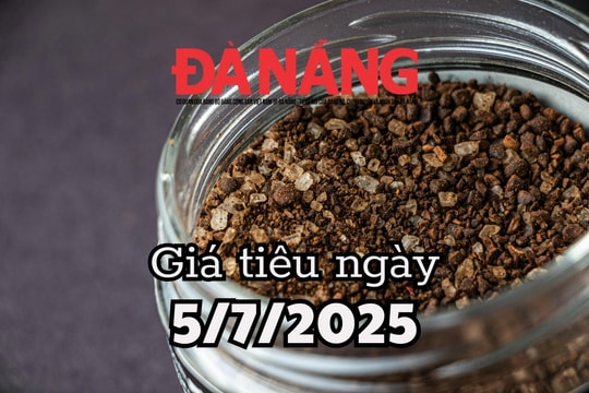 Dự báo giá tiêu ngày mai ở trong nước  5/7/2025 mất đỉnh 140.000 đồng/kg