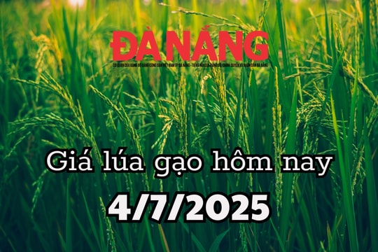 Giá lúa gạo hôm nay 4/7/2025 xuất khẩu tăng 7,6% nhưng kim ngạch giảm 12,2%
