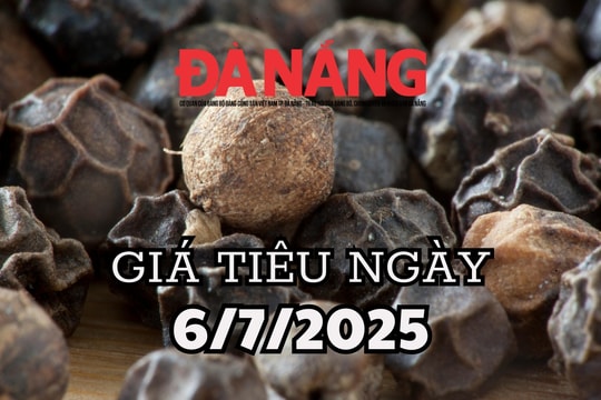 Dự báo giá tiêu ngày mai ở trong nước 6/7/2025 xuất khẩu tăng mạnh nhưng giá nội địa vẫn giảm sâu