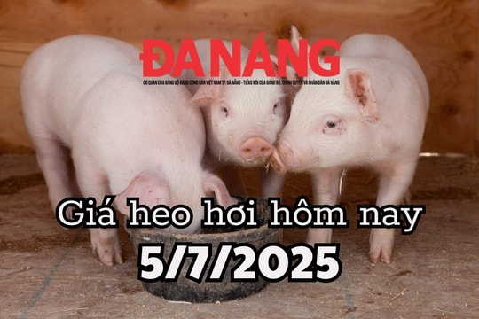 Giá heo hơi hôm nay 5/7/2025: Sau cú trượt dài, giá heo hơi bỗng ngừng rơi tự do