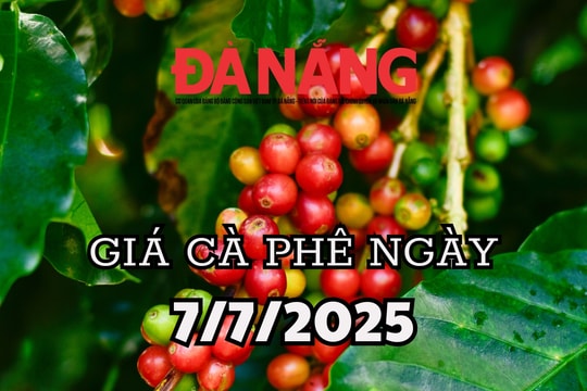 Tin tức, dự báo giá cà phê ngày mai 7/7/2025 ổn định tạm thời hay sóng ngầm dưới đáy