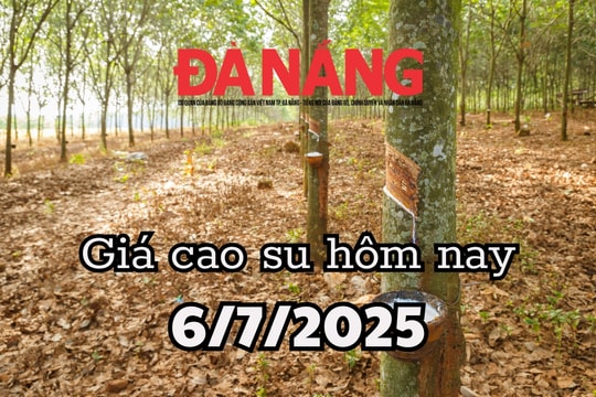 Giá cao su hôm nay 6/7/2025: Thị trường ngủ yên trước cơn bão giá
