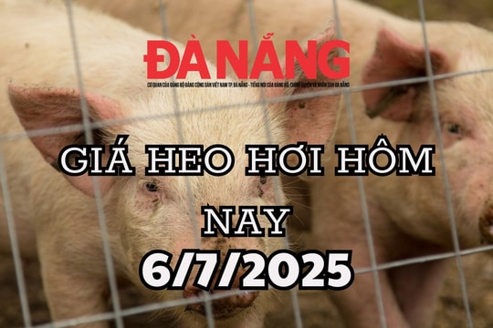 Giá heo hơi hôm nay 6/7/2025 Bắc-Nam chênh 2.000, miền Trung thấp nhất