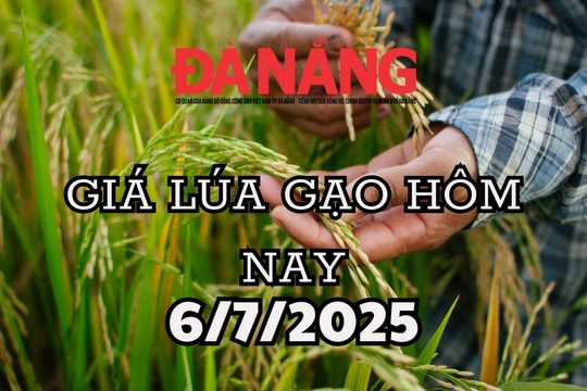 Giá lúa gạo hôm nay 6/7/2025 OM 18 tăng 300, đột phá giữa bão giá âm