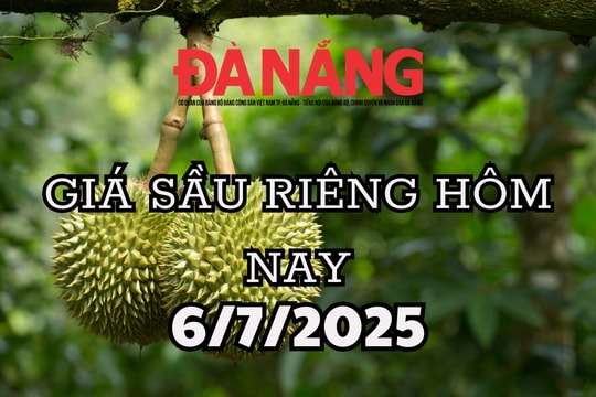 Giá sầu riêng hôm nay 6/7/2025 giá sụt sâu, doanh nghiệp nhập khẩu ồ ạt