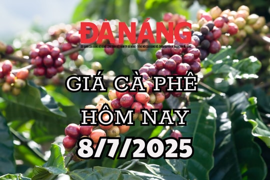 Giá cà phê hôm nay 8/7/2025: Tăng nhẹ trước nguồn cung dồi dào
