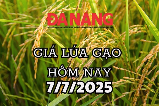 Giá lúa gạo hôm nay 7/7/2025: Giá lúa gạo nội địa và xuất khẩu ngủ yên đầu tuần
