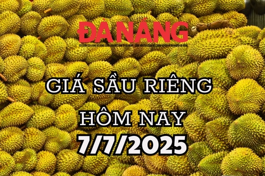 Giá sầu riêng hôm nay 7/7/2025: Sầu Thái có đáy mới, xuất khẩu bứt tốc