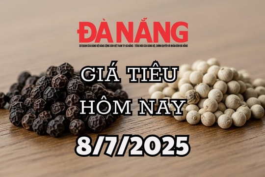 Giá tiêu hôm nay 8/7/2025 xuất khẩu giảm lượng nhưng giá tăng mạnh