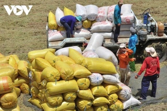 Rice industry sets sights on US$5.7 billion export target amid price pressure