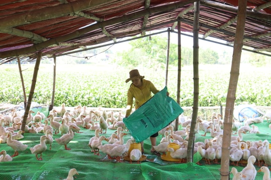 Chủ động bảo vệ đàn vật nuôi mùa nắng nóng
