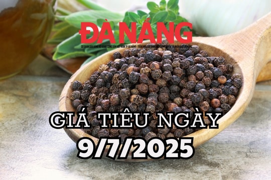 Dự báo giá tiêu ngày mai 9/7/2025 phục hồi lại bởi mùa mưa đến muộn
