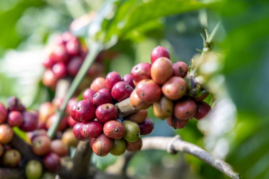 Giá cà phê arabica và robusta đồng loạt rơi tự do, thị trường đỏ lửa