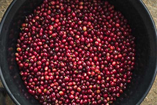 Dự báo giá cà phê ngày mai 10/7/2025 ngủ yên, chờ đợi đợt sóng mới