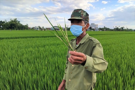 Chủ động phòng bệnh cho lúa giai đoạn làm đòng