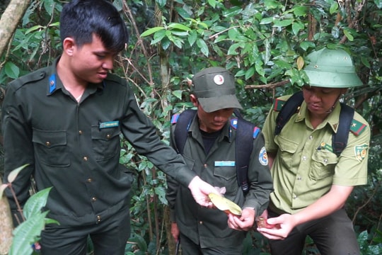 Siết chặt quản lý, bảo vệ rừng trong mùa khai thác ươi bay
