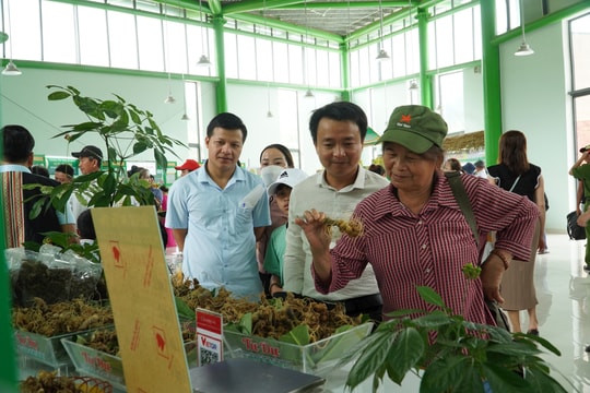 Lễ hội Sâm Ngọc Linh lần thứ VII - năm 2025 sẽ diễn ra từ ngày 1 - 3/8