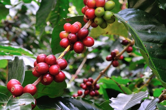 Dự báo giá cà phê ngày mai 12/7/2025: Giá có thể tăng 100 – 200 đồng/kg