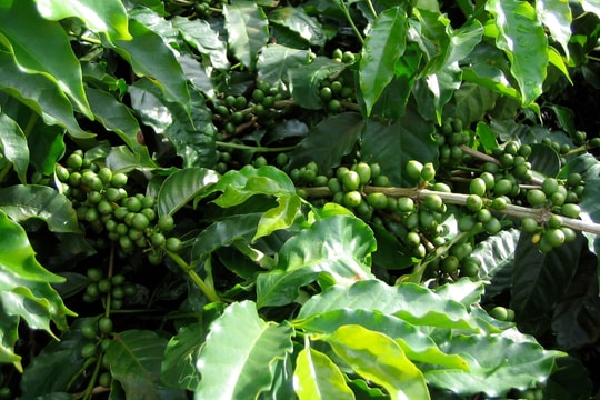 Giá tiêu hôm nay 12/7/2025: Lâm Đồng bình chân trước cơn bão giảm giá