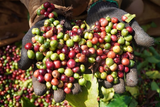 Dự báo giá cà phê ngày 13/7: Có thêm đáy mới sau chuỗi Robusta giảm 4 phiên liên tiếp