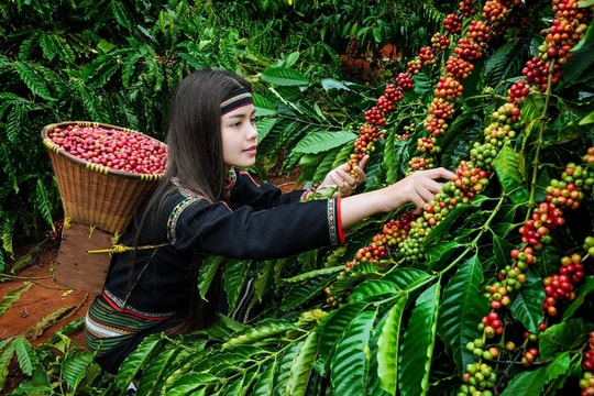 Giá cà phê hôm nay 13/7/2025: Vỡ trận, mức giá 90.000 đồng/kg sắp thành dĩ vãng