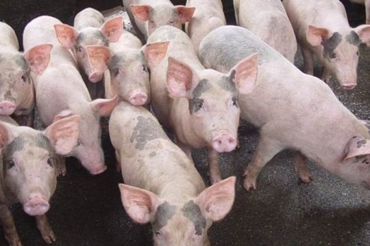 Giá heo hơi hôm nay 13/7: Miền Bắc mất đỉnh giá 68.000 đồng/kg, cả nước quanh mức 64.000-67.000 đồng/kg