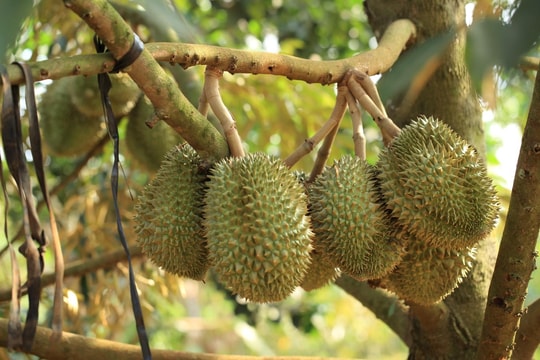 Giá sầu riêng hôm nay 13/7: Sầu Thái tiếp tục chuỗi giảm, giảm tới 20.000 đồng/kg