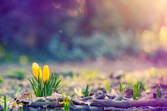 Những ánh xuân thầm