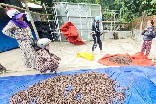 Đổ xô đi “săn lộc rừng"