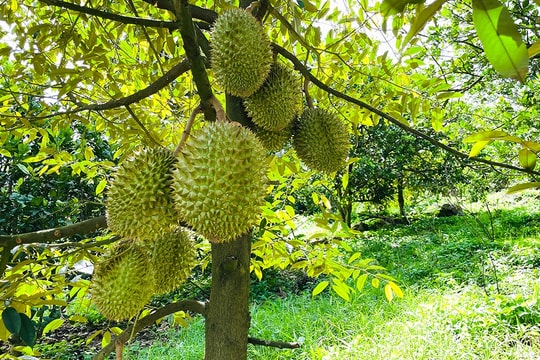Giá sầu riêng hôm nay 14/7: 'Thủ phủ sầu riêng' hướng tới thu hoạch 50.000 tấn