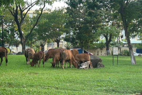 Chấn chỉnh tình trạng thả rông gia súc trong đô thị