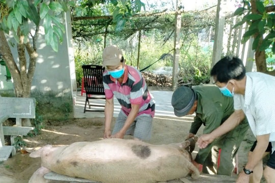 Xã Xuân Phú đối phó dịch tả lợn châu Phi