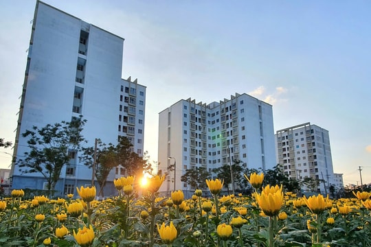 Nơi neo tình giữa tầng cao phố thị