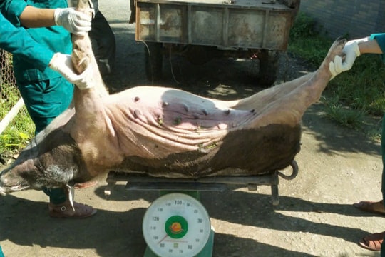 Hỗ trợ xã Xuân Phú 374 lít hóa chất phòng chống dịch tả lợn châu Phi